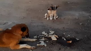 The Despicable Dog