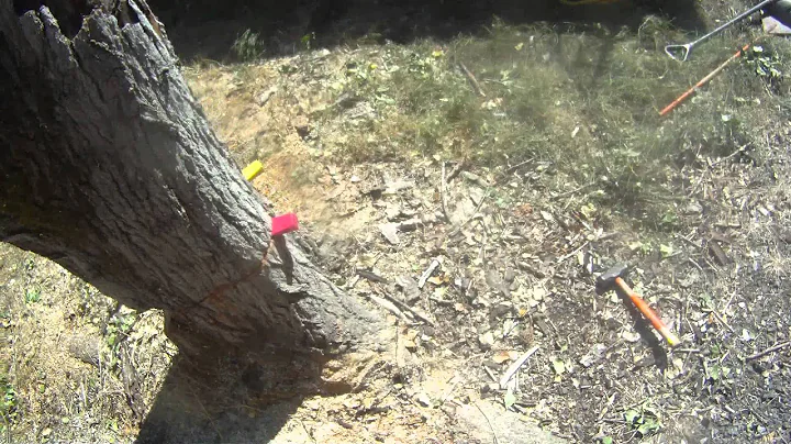 Felling dead Cottonwood Eugene OR tree care