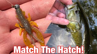 Matching The Hatch In Crystal Clear Creek For Smallmouth Bass + Trout!! (Catch More Fish!)