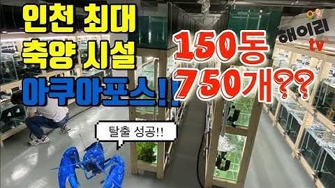 인천 최대 수족관 아쿠아포스 오픈!! 축장양만 무려 150동, 어항이 750개... 규모가 어머어마합니다....안시롱핀 성어가 110쌍?? 실화인가...