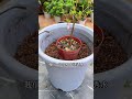 Master the Art of Growing Tall & Elegant Bougainvillea Trees Fast