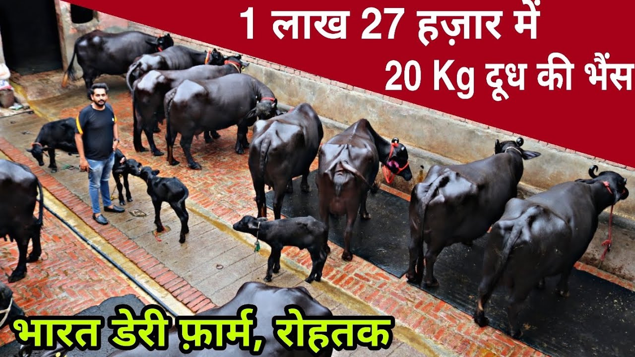 Bharat 🇮🇳 Dairy Farm, Rohtak(Haryana). Buffaloes Supply All Over India 🇮🇳