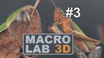 Meeting Insects In The Wild: Steppe Grasshopper