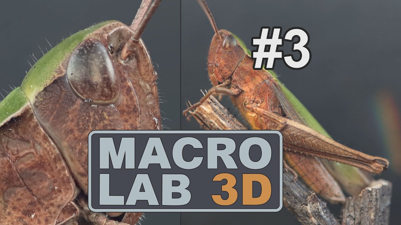 Meeting Insects In The Wild: Steppe Grasshopper - YouTube