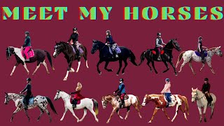 LET ME INTRODUCE YOU TO ALL 10 OF MY HORSES!!!!!