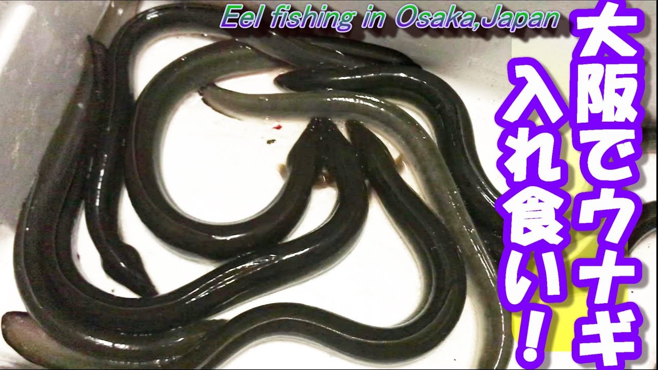 近所の川でウナギチャレンジ １０分間に４匹 計８匹 Eel Fishing In Osaka Japan Youtube