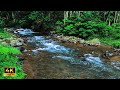 Soothing River Ambience for Sleep and Inner Peace | 1 Hour | 4K Nature Soundscape