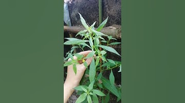 Cây rau mương trị HP Dạ Dày và trào ngược dạ dày rất hay