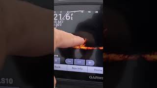 Brush Pile Fishing with Livescope