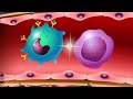 Understanding Influenza Vaccines and Immune Response
