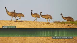 Emu Sound & Call - Drumming calls from wild emus in Australia