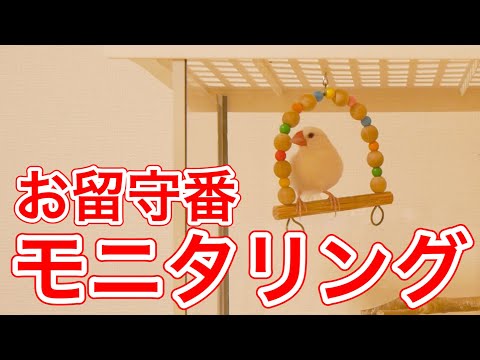 文鳥は留守番中に何をしているのでしょう？その様子をモニタリングします！ “Java sparrow‘’ ‘’gelatik jawa‘’ ‘’문조‘’