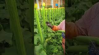 #Planting Tips #Practical Tips #Wisdom of the Working People #Agriculture, Rural Areas and#4a807