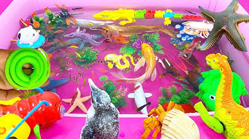 Động Vật Dễ Thương,Cá Mập,Cá Heo,Cá,Cá Chép,Cá Sấu,Sinh Vật Biển,Fish,Fish Video#fish#cuteanimals