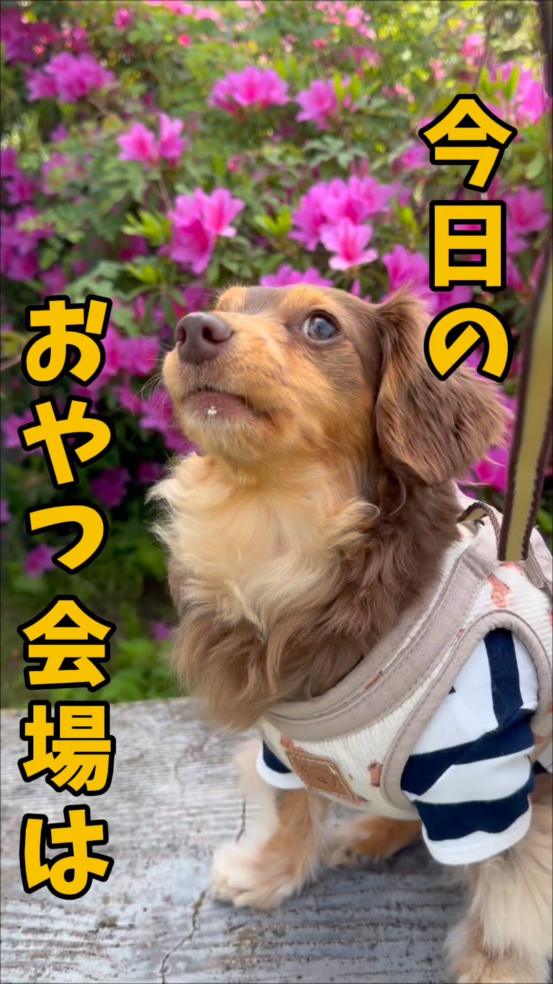 Today's snack spot #0514 #ChihuahuaMix #Chihuahua - YouTube