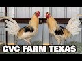 Nice Birds Johnnie Jumper Kelso Lacy Roundhead CVC FARM TEXAS