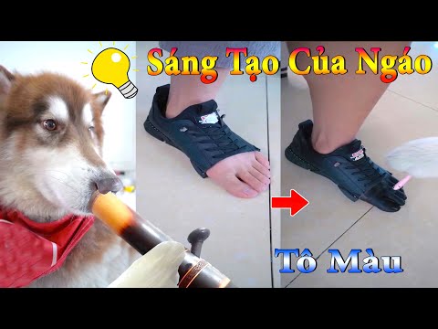 Thú Cưng TV | Dương KC Pets | Ngáo Husky Troll Bố #20 | chó vui nhộn | funny cute smart dog