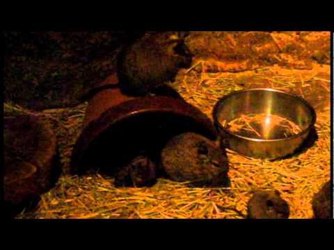 octodon lifespan 続々誕生！デグーの赤ちゃん（2011年12月27日&1月10日生） Degu cubs