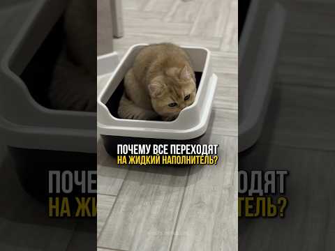 Почему мы перевели кошку на жидкий наполнитель?🐈🚽