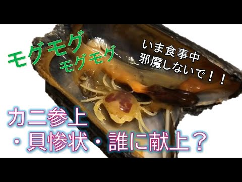 ムール貝に住んでるカニさん 寄生カニピンノの生態 Youtube