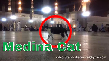 Makkah Medina cat walking in masjid