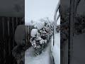 Опасность больших снегопадов для деревьев. Показал на примере своих туй