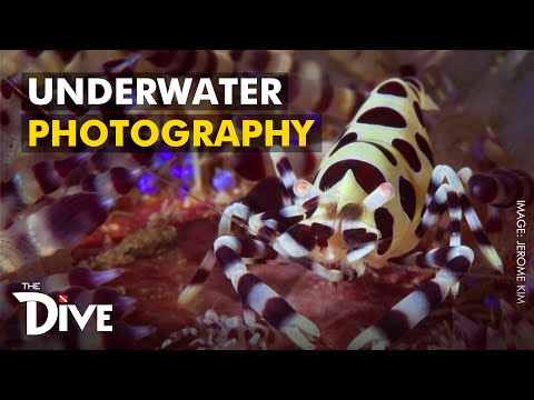 TIPS: Underwater Macro Photography with Jerome Kim