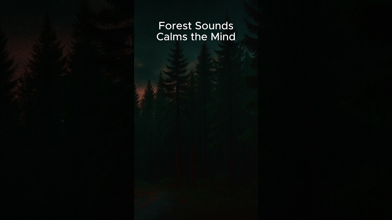 Forest Sounds 🌲 | A Natural Background to Block Noise