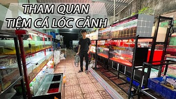 THAM QUAN TIỆM CÁ LÓC CẢNH SIÊU TO Ở LONG AN  #guppy #ca7mau #shortvideo