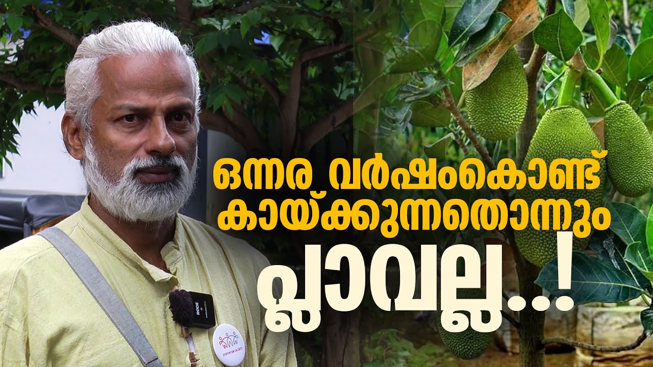 Это не банан, который приносит плоды через полтора года... У вас дома есть джекфрут? | АНИЛ ХОСЕ ...