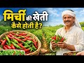 मिर्ची की खेती कैसे होती है ? | Chilli Farming Technique | Farming Process