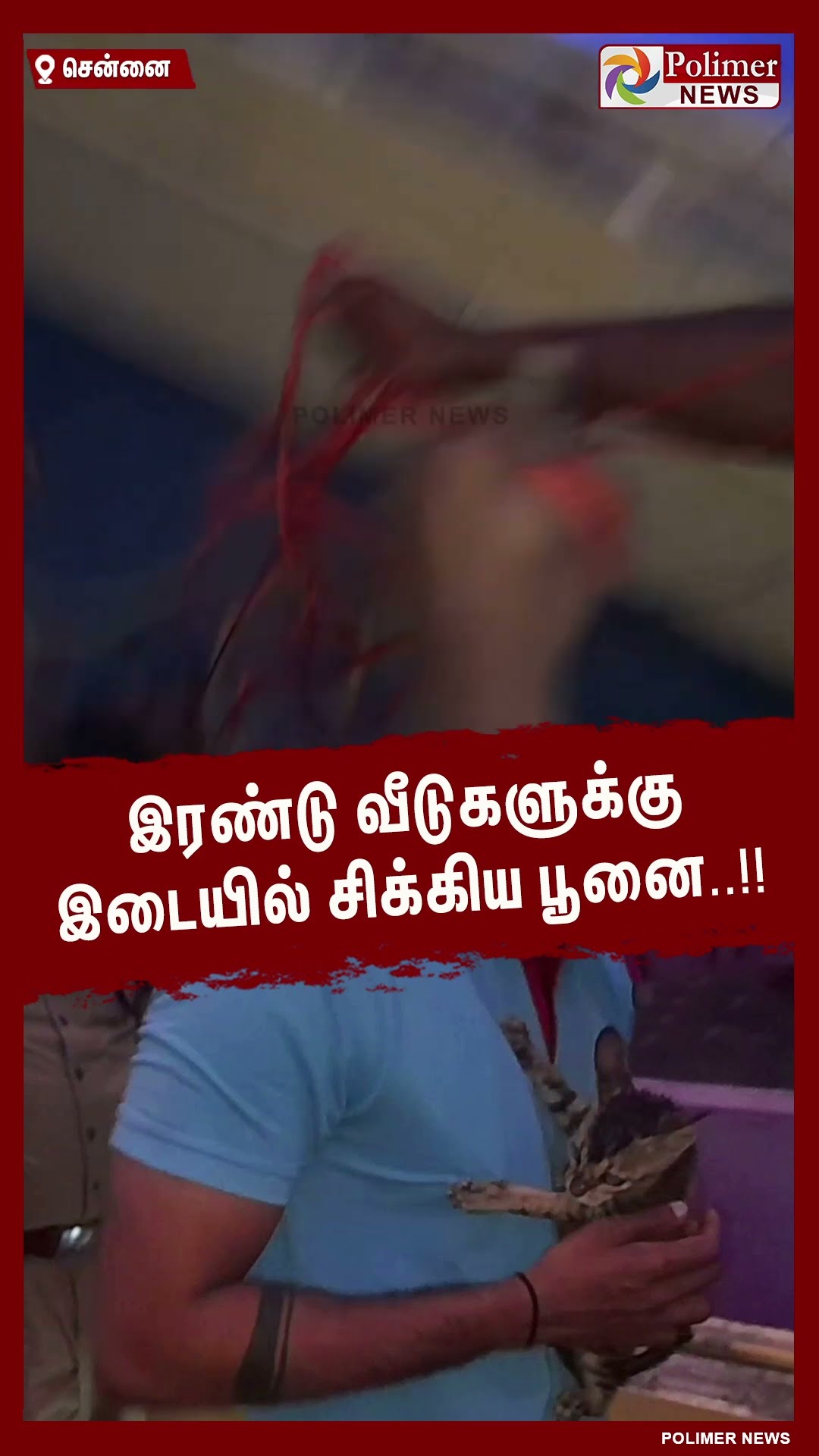 இரண்டு வீடுகளுக்கு இடையில் சிக்கிய பூனை..!!  #shorts