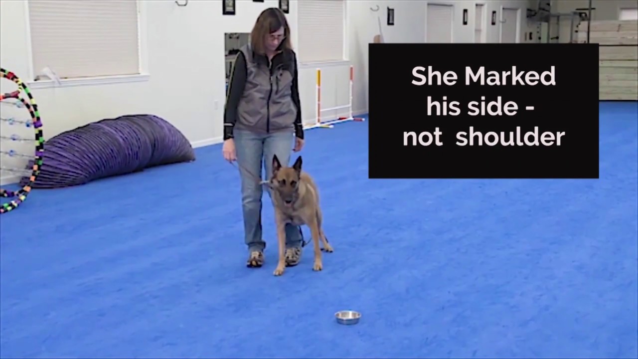 puppy paradise When You Mark a Behavior and Your Timing is Not Perfect