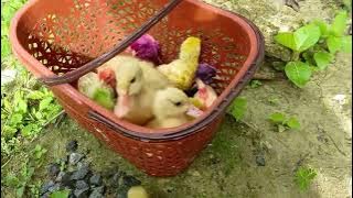AYAM LUCU, ANAK BEBEK LUCU, AYAM WARNA WARNI, AYAM PELANGI, KUMPULAN HEWAN LUCU SEDANG MAKAN