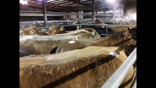 Cattle Auctions. Selby Market Auctioneers report