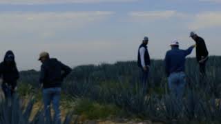 Agave Tequilana Weber en los Altos de Jalisco