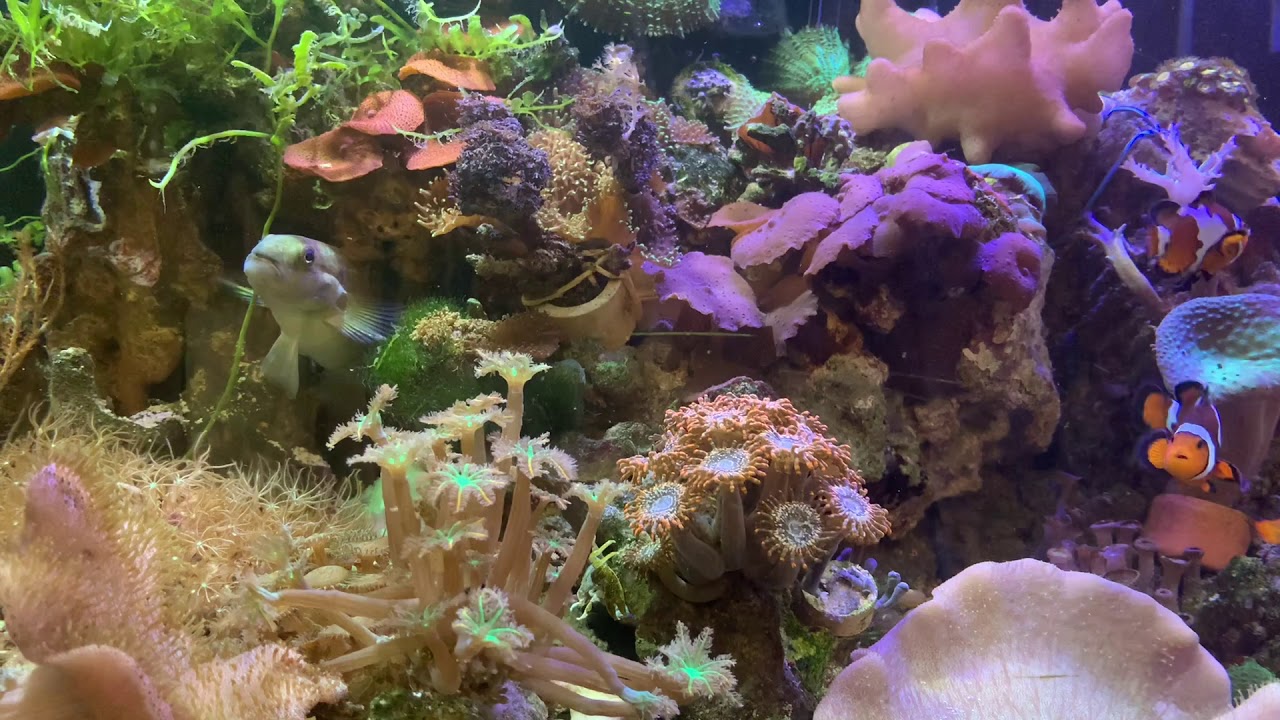 Кузовок Ostracion solorensis. Как он развлекается в аквариуме. Креветки Hymenocera picta.