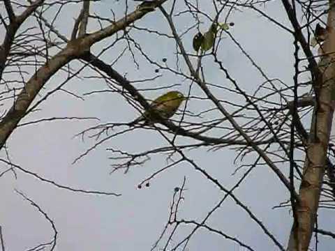 春風に乗って～.wmv
