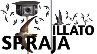 SP. RAJA ILLATO original by ekafamily mp3 | suara panggil burung walet external 2025