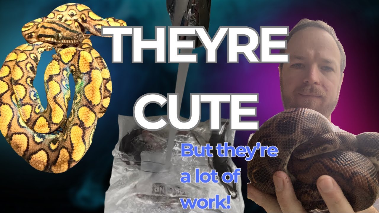 Feeding And Caring For Baby Brazilian Rainbow Boas - YouTube