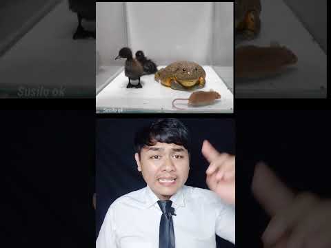 Video: Bisakah katak memakan bebek?