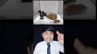 AFRICAN COW TOAD EATS RATS AND DUCKS | Susilo ok #shorts