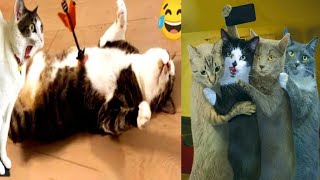 Funny 🤣animals 2024 | Cats😸 and dogs🐕compilation#28#funny#cat#animals