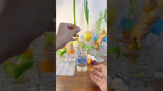 Recycling plastic bottles for home hydroponics