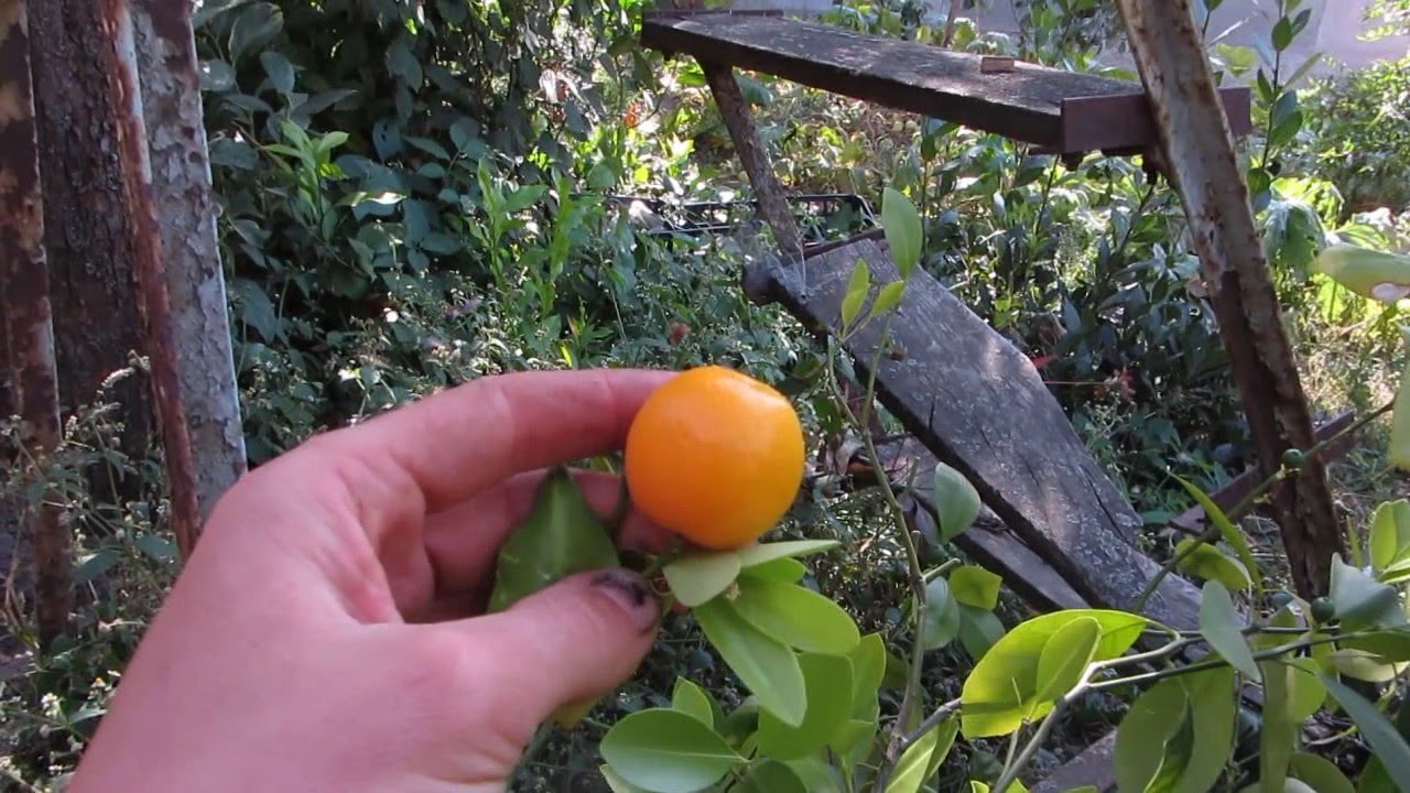 Каламондин или цитрофортунелла - YouTube