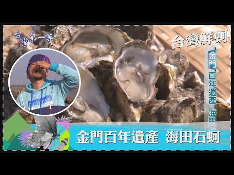 台灣第一等【芳苑黃牛車隊潮間帶運蚵 全台獨有海牛採蚵法／古寧頭石蚵養殖上百年 千頃蚵田生生不息】 _精選特輯