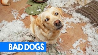 Best Bad Dog Moments 2018! Try Not To Laugh: Cute & Funny Pet Reactions