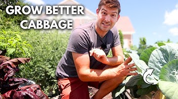 3 Reasons Why Your Cabbage Is Not Forming + Tips To Grow Bigger Cabbage