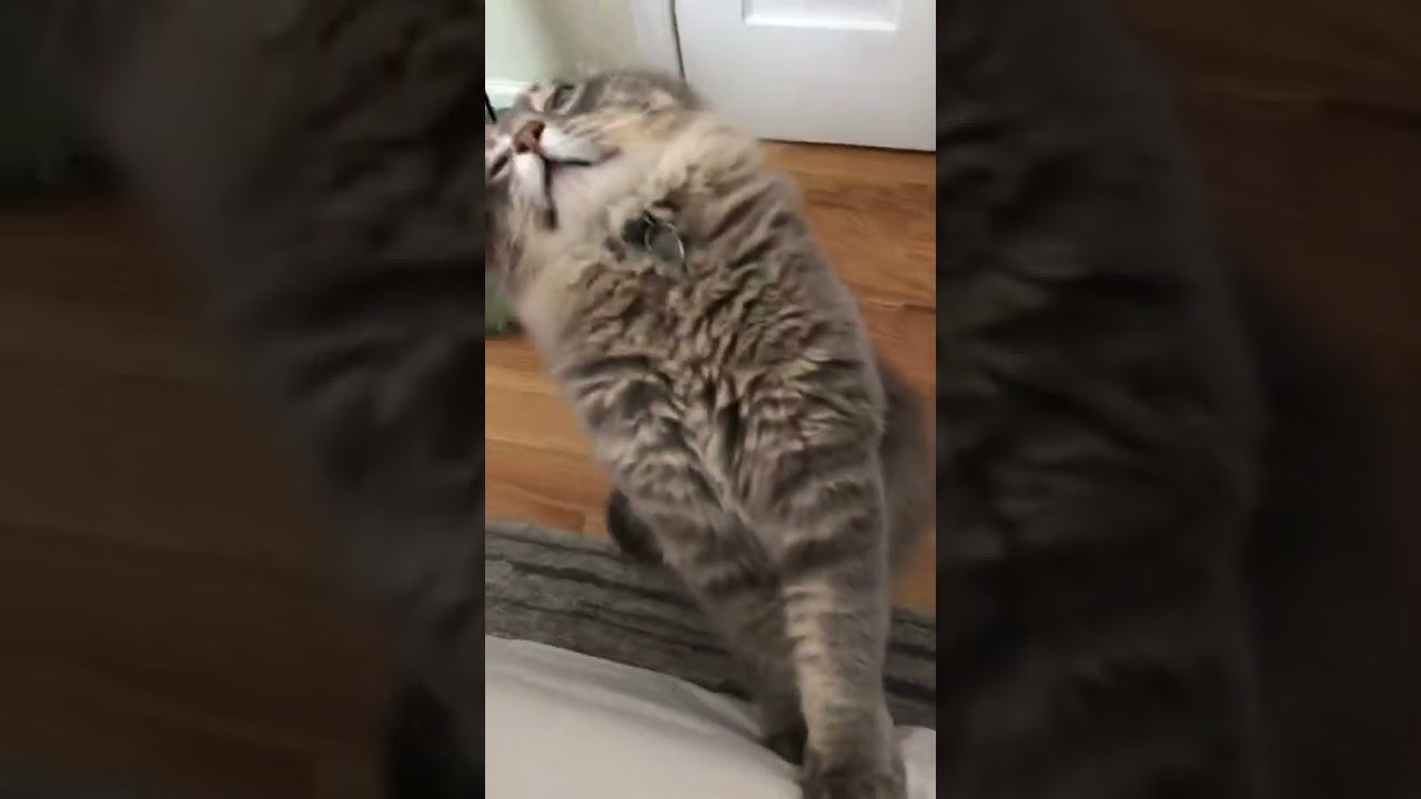 cat eagerly pursues head rub