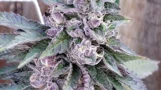 Outdoor Cannabis Grow 🍒🎤 11-5-22 Them late starts 👌🏿🍒